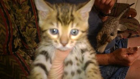 Bengal Kittens For Sale Tica Registered Price Reduced For Sale In