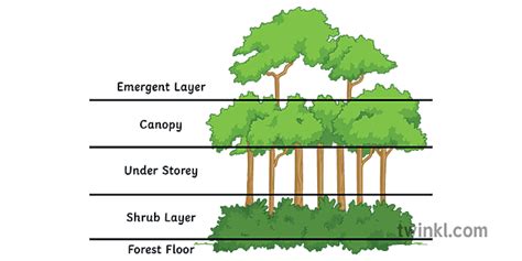 Structure Of A Tropical Rainforest Classroom Mangement Geography Ks3