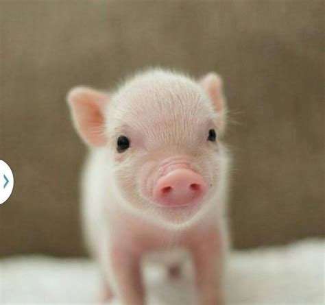 Cutest Pig Ever Cute Baby Pigs Cute Animals Cute Baby Animals