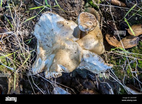 Wild Mushrooms After Rain Stock Photo Alamy