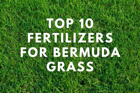 10 Best Fertilizers For Bermuda Grass When And How To Fertilize