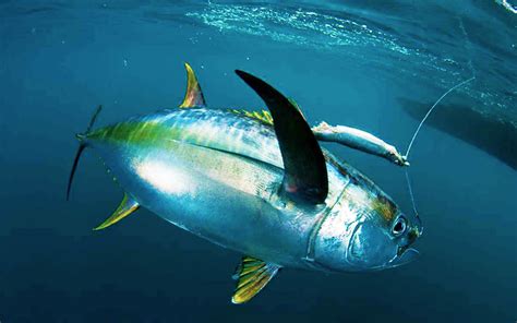 Tuna Fishing Fish Charter Curacao