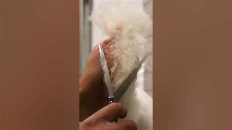 Pampering pups is our passion! Treat your furry friend to a grooming