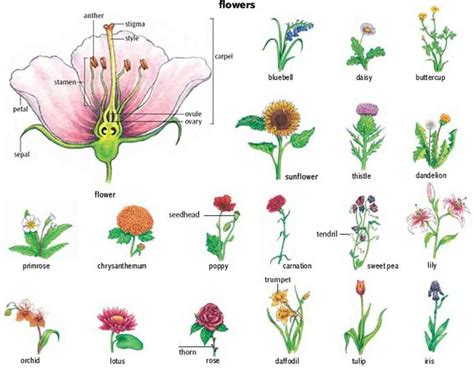 Flowers And Plants Vocabulary In English Flower Images With Name