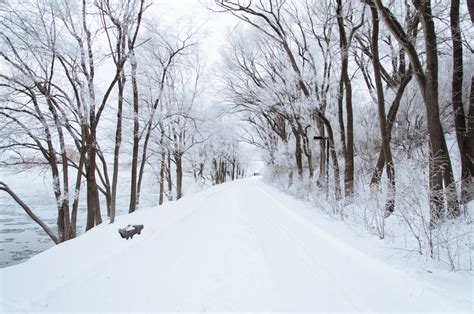 Free Images Tree Forest Path Snow Cold White Weather Season