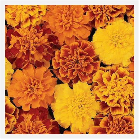 french marigold bonanza flower seeds