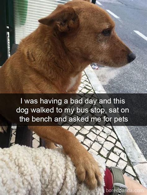 30 Funny And Cute Dog Snapchats That Will Hopefully Make Your Day Dog