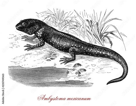 Vintage Illustration Of Axolotol Mexican Salamander And Endangered