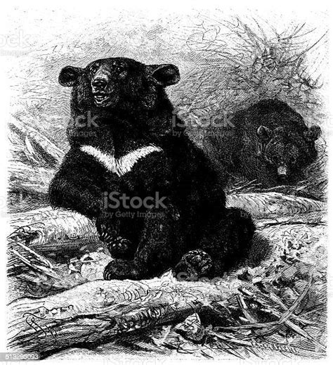 Antique Illustration Of Asian Black Bear Stock Illustration Download