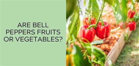 Are Bell Peppers Fruits Or Vegetables Explained