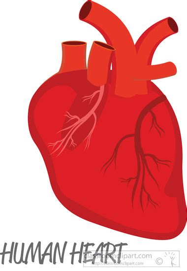 Human Anatomy Clipart Human Heart Clipart Classroom
