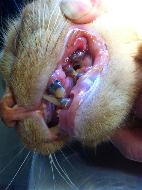 In many cases, dental disease causes a cat to stop tooth resorption in cats is usually first identified as a pinkish defect in the tooth at the line where the tooth meets the gums. Diary of a Real-Life Veterinarian: I Don't Want My Cat ...