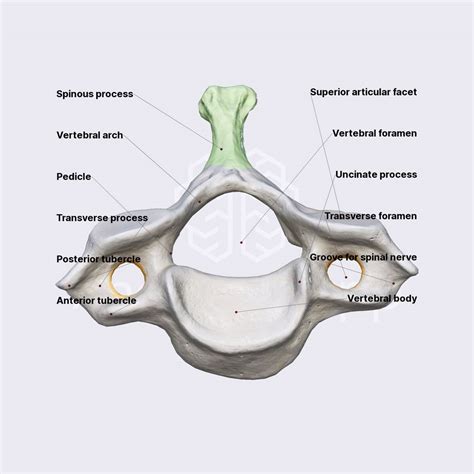 Vertebra Prominens C7 Spine Spine And Back Anatomyapp Learn