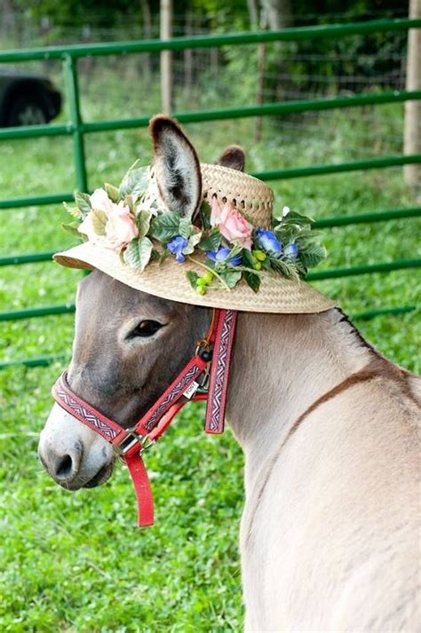 Pin By Thea In Finland☭ On Pets Etc Cute Donkey Funny Animals