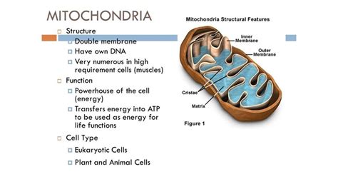 The number of mitochondria per cell varies from just one according to many textbooks: The mitochondrial structure and processes of cellular ...