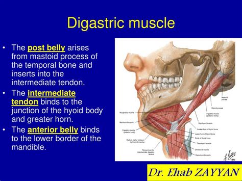 Ppt Muscles Of The Neck Powerpoint Presentation Free Download Id