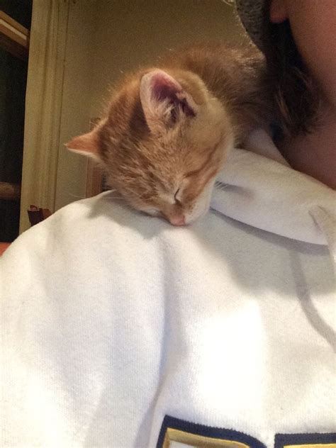She Meows And Meows Until She Is Up On Your Shoulder Raww