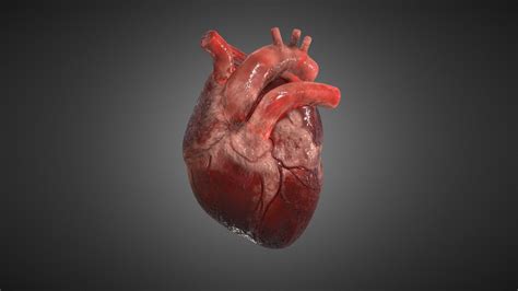 Realistic Human Heart Download Free 3d Model By Neshallads 3f80723