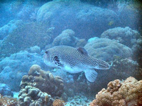 Der kugelfisch vermehrt sich immer weiter. Kugelfisch? Foto & Bild | tiere, wildlife, fische Bilder ...