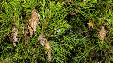 How To Get Rid Of Bagworms And Prevent An Infestation