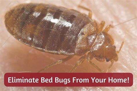 Easy Diy Ways To Get Rid Of Bed Bugs Quickly A Killer Guide Dengarden
