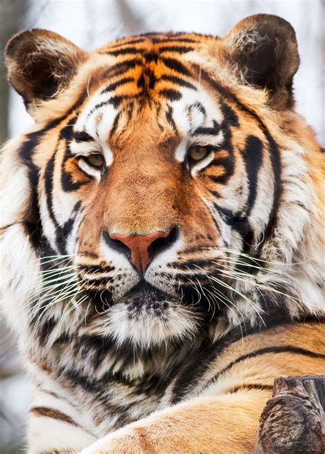 Tiger Portrait Stock Bild Colourbox