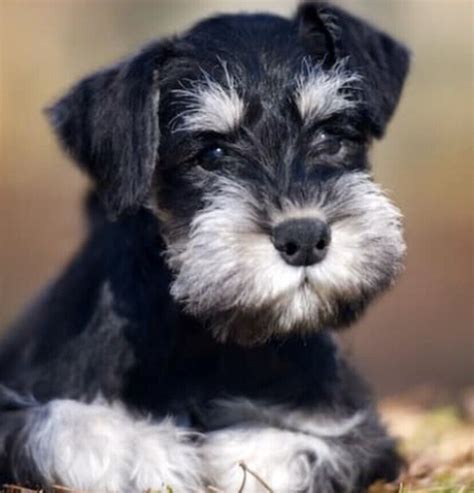 Miniature Schnauzer puppies | in Banchory, Aberdeenshire | Gumtree