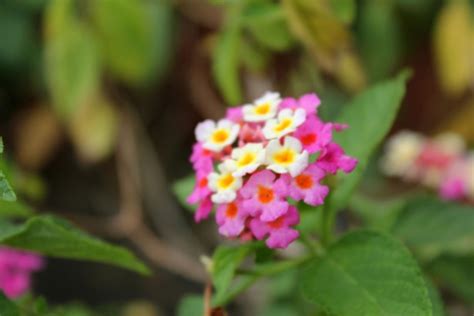 Download in under 30 seconds. Blurry Tiny Flowers Free Stock Photo - Public Domain Pictures