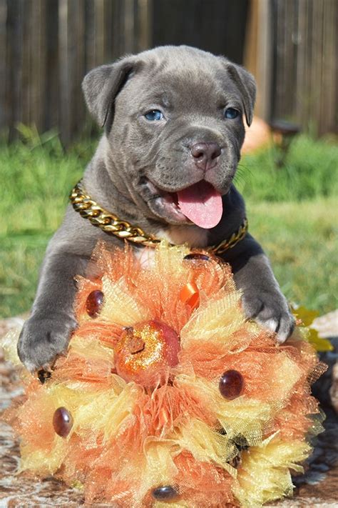 Fort blues sargent at arms x fort blues cammo. Pin on BEST XXL / XL AMERICAN BULLY / PITBULL PUPPIES