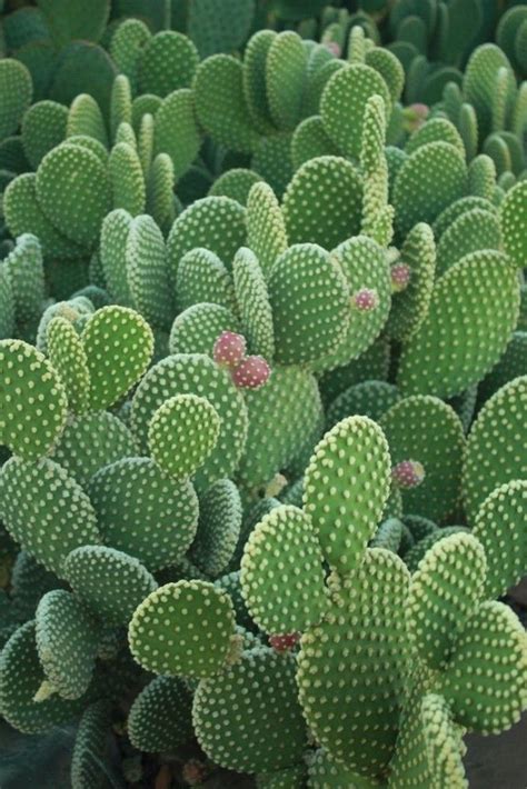 25 Beautiful Cactus Aesthetic Ideas Cactus Plants Succulents Plants