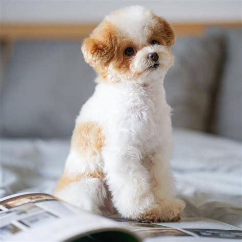 Cutest Puppies 🥰🥰☺️🥰 Toypoodlepuppy Toypoodle Toypoodlelife