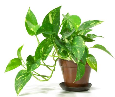 Which Potted Plants Are Easy To Care For With Pictures