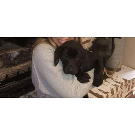 Get a boxer, husky update: Super sweet and playful AKC Lab puppies $400 in Birmingham ...