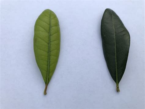 Help: Live oak tree leaves are a very light green/yellow : marijuanaenthusiasts