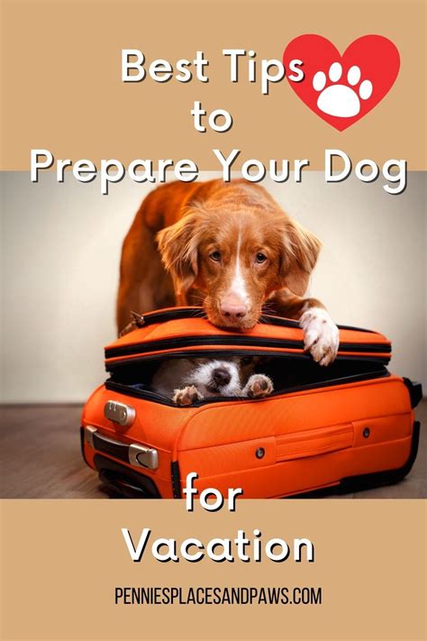 Do This Before Your Travel With Your Dog Dogs Dog Friends Dog Travel