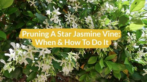 Pruning A Star Jasmine Vine How And When To Do It Jasmine Vine Star