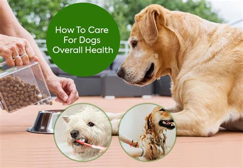 Everything You Need For Your Dogs Overall Health Petcaresupplies