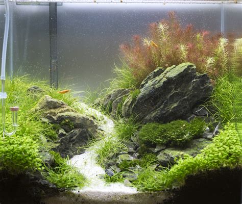 A Complete Aquascaping Guide Simple Aquascape Ideas For Beginners