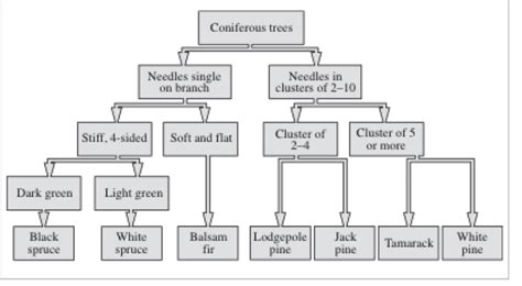 Unit A Trees And Forests 2 — Kurpinskis Class