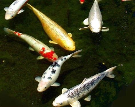 All koi carp free to a good home closing my pond down please call