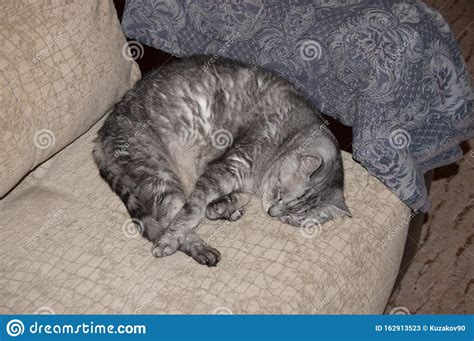 Cat Sleeping On The Couch Stock Image Image Of Kitty 162913523