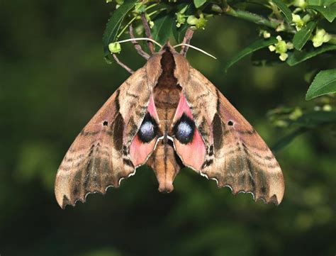 Blinded Sphinx Moth Identification Life Cycle Facts And Pictures