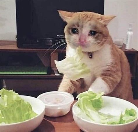 Crying Cat Memes Is The New Craze Among Catizens 30