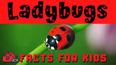 Ladybug Facts For Kids Artofit