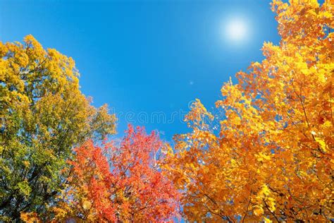 Autumn Foliage Tree Top Leaves Against Sunny Blue Sky Stock Image