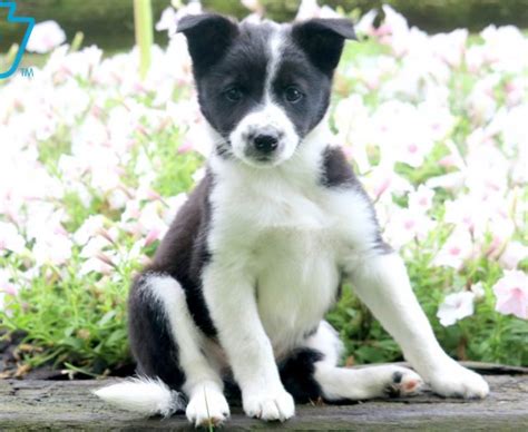 Border Collie Mix Puppies For Sale Puppy Adoption Keystone Puppies