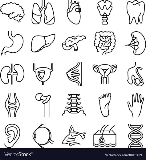 Medical And Anatomy Icons Set With Human Organs Vector Image
