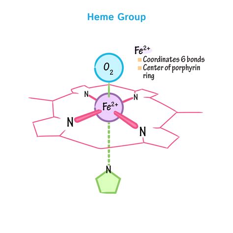 Hemoglobin And Myoglobin 1 Heme Group Biochemistry Flashcards Ditki