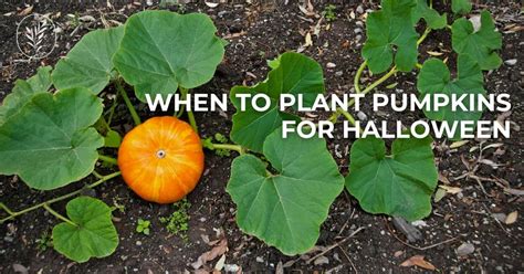 When To Plant Pumpkins For Halloween 🎃 👻 Timing Is Everything For