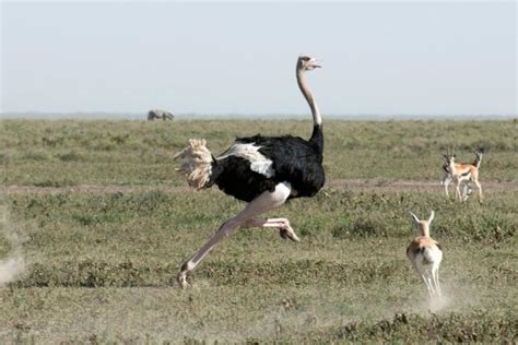 Why Do Ostriches Have Wings The Role Of Wings In Ostrich Evolution